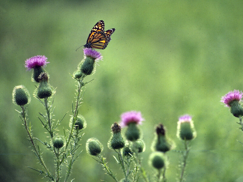 Monarch Butterfly on Thistle