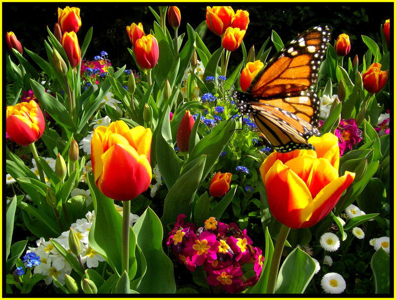 Monarch Butterfly on Tulips