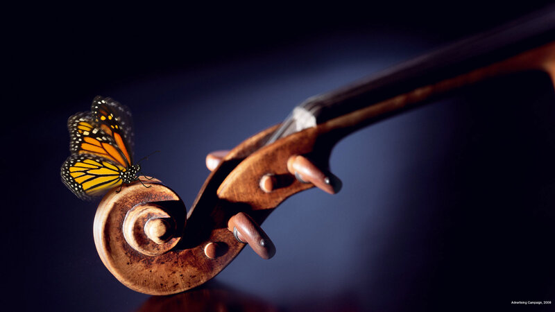 Monarch Butterfly on Violin