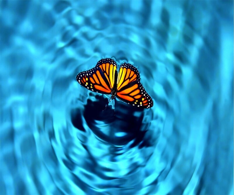 Monarch Butterfly on Water — Blue