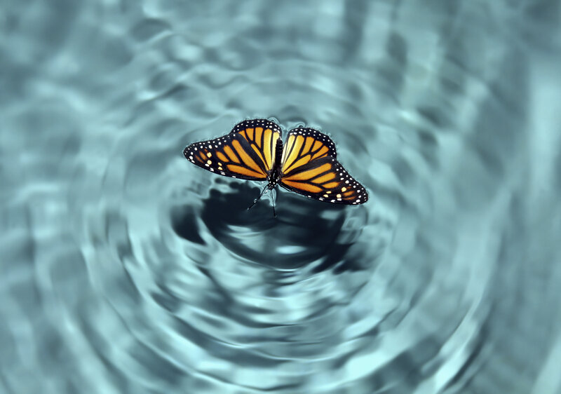 Monarch Butterfly on Water — Orange
