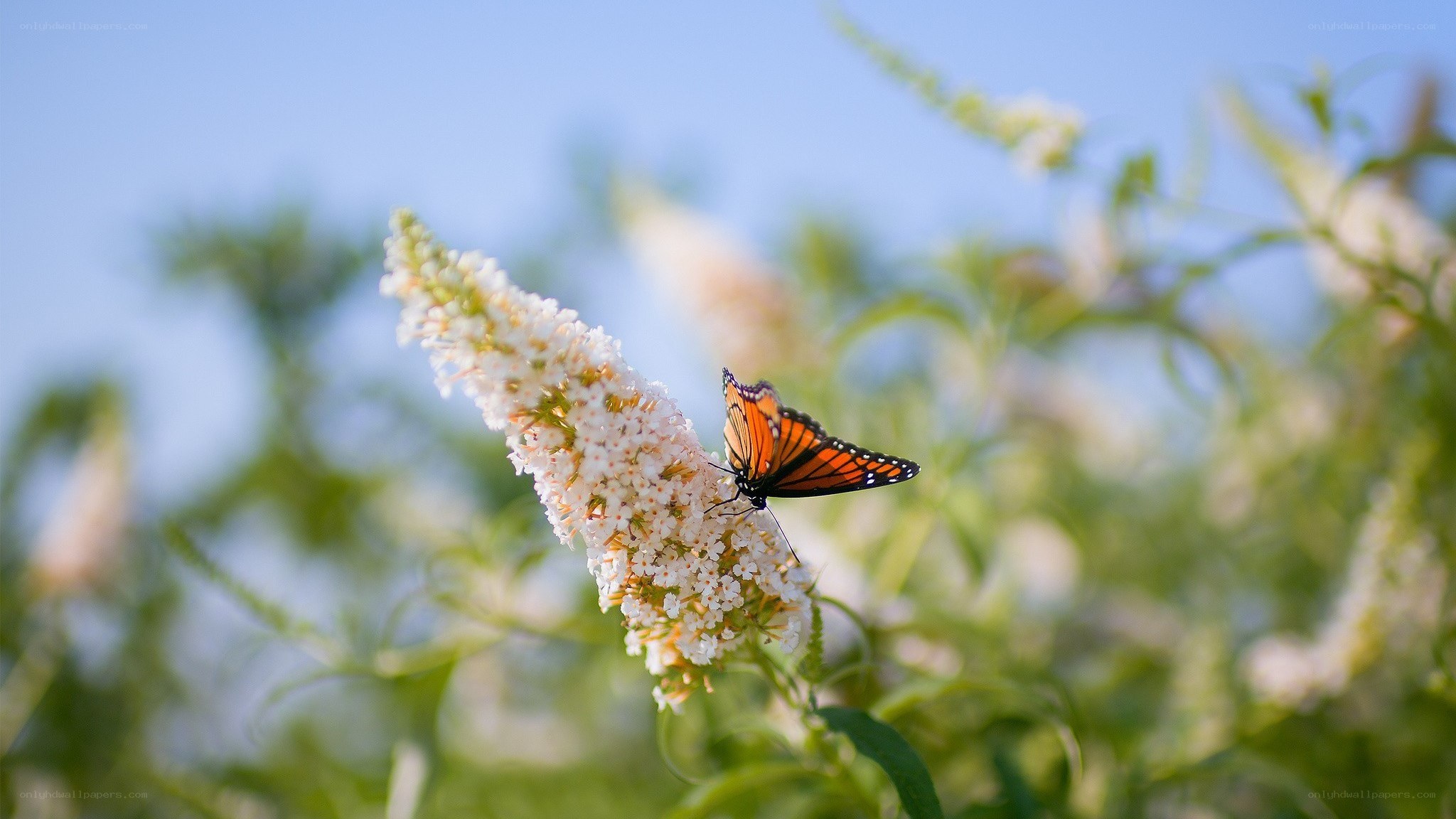 Monarch butterfly on white flower