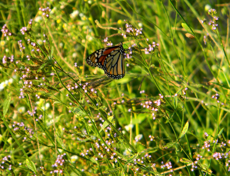 Monarch butterfly on wildflowers