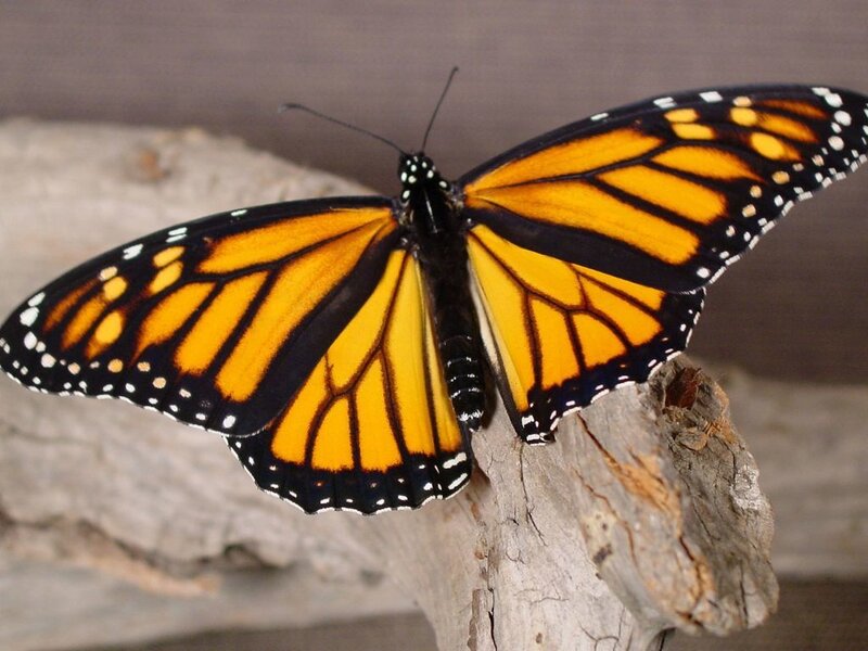 Monarch Butterfly on Wood