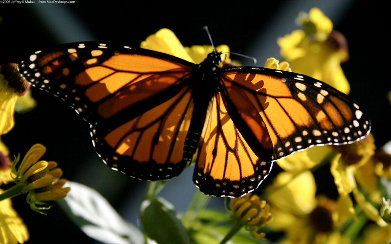Monarch butterfly on yellow flower