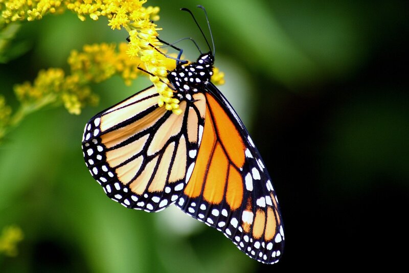 Monarch butterfly on yellow flower