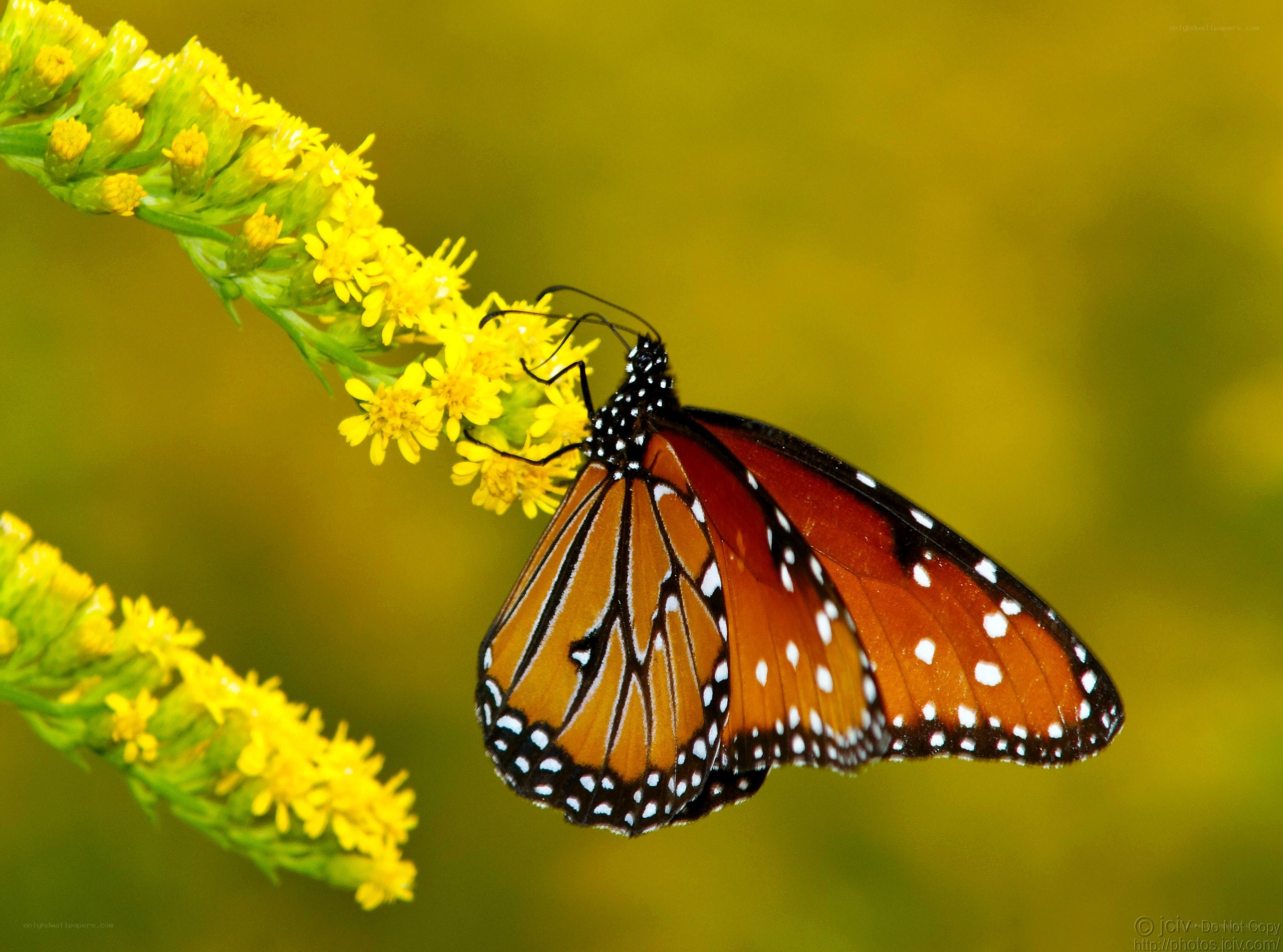 Monarch butterfly on yellow flower