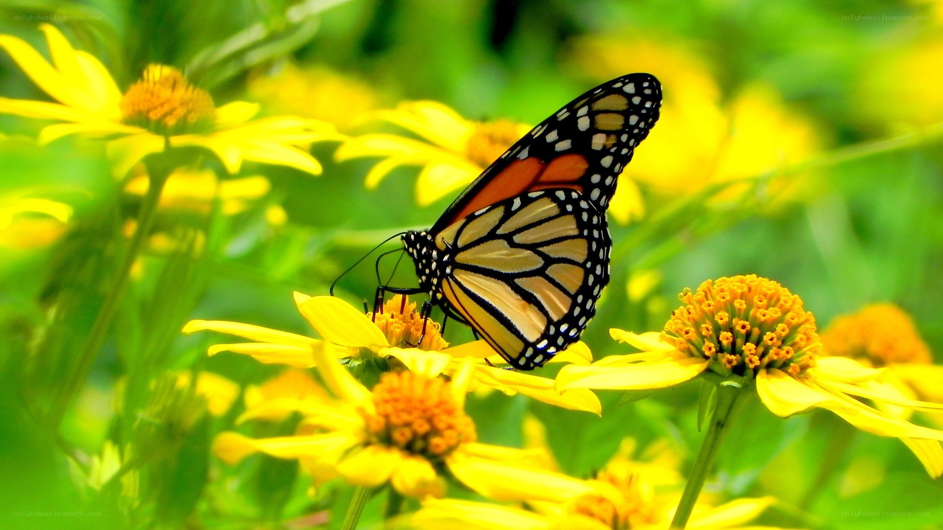 Monarch butterfly on yellow flower