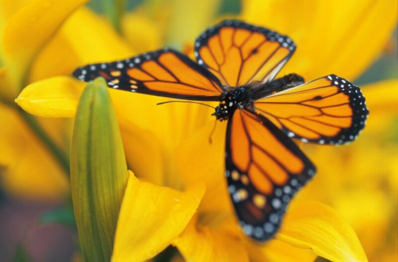 Monarch butterfly on yellow flower