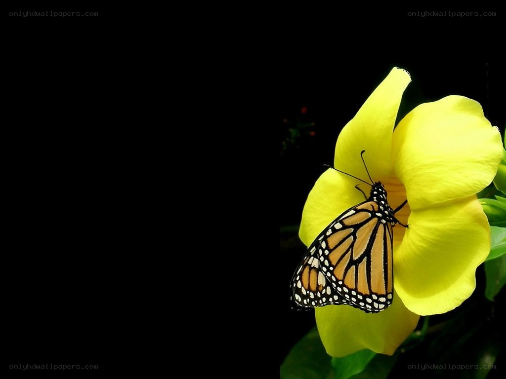 Monarch butterfly on yellow flower