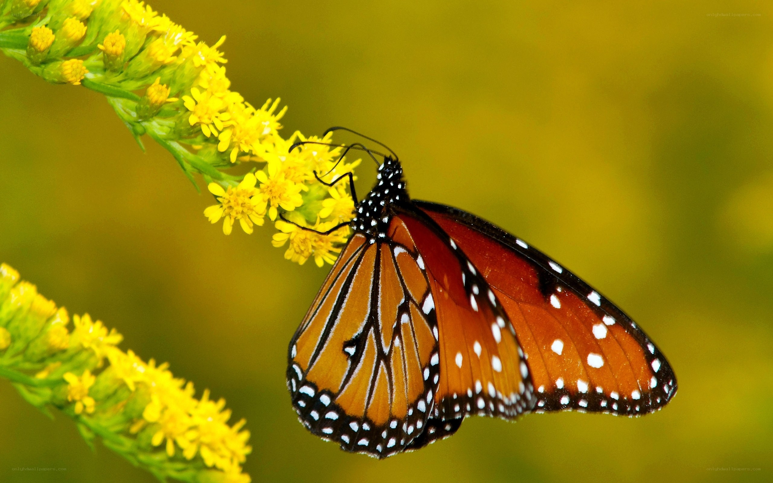 Monarch butterfly on yellow flower