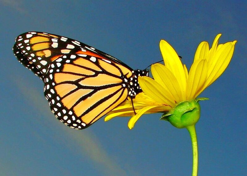 monarch butterfly on yellow flower