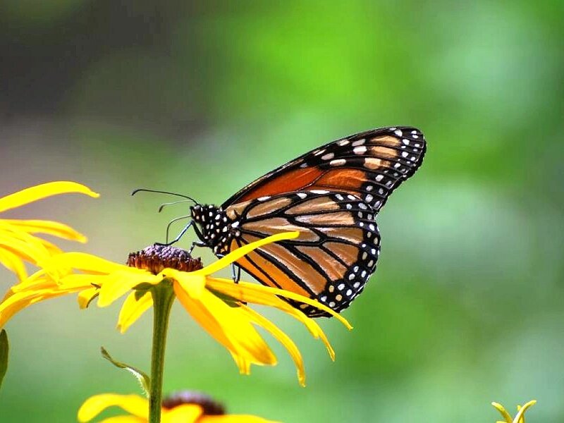 monarch butterfly on yellow flower