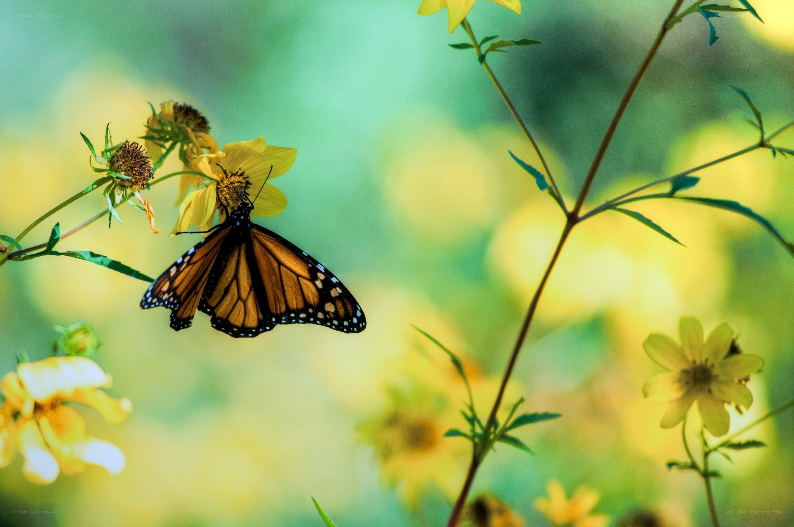 Monarch butterfly on yellow flower