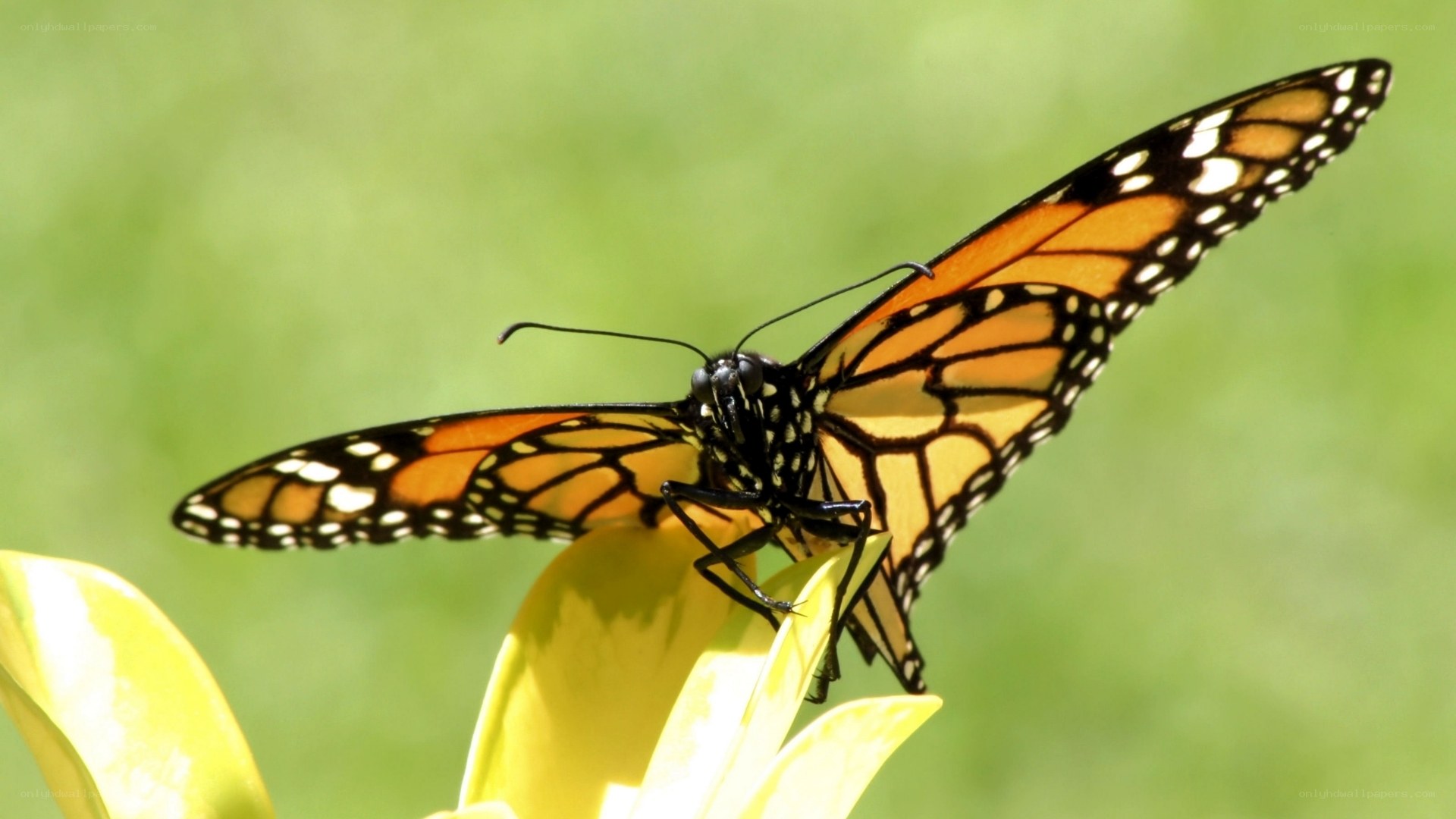 Monarch butterfly on yellow flower