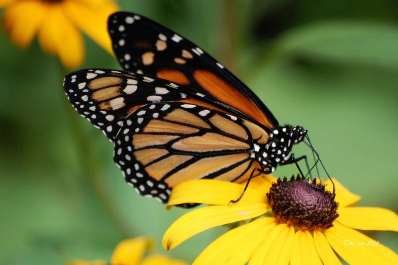 Monarch butterfly on yellow flower