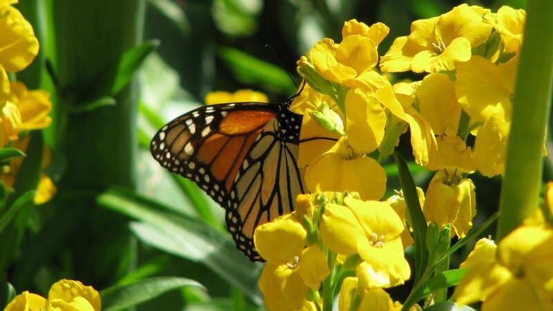Monarch Butterfly on Yellow Flower — Serene