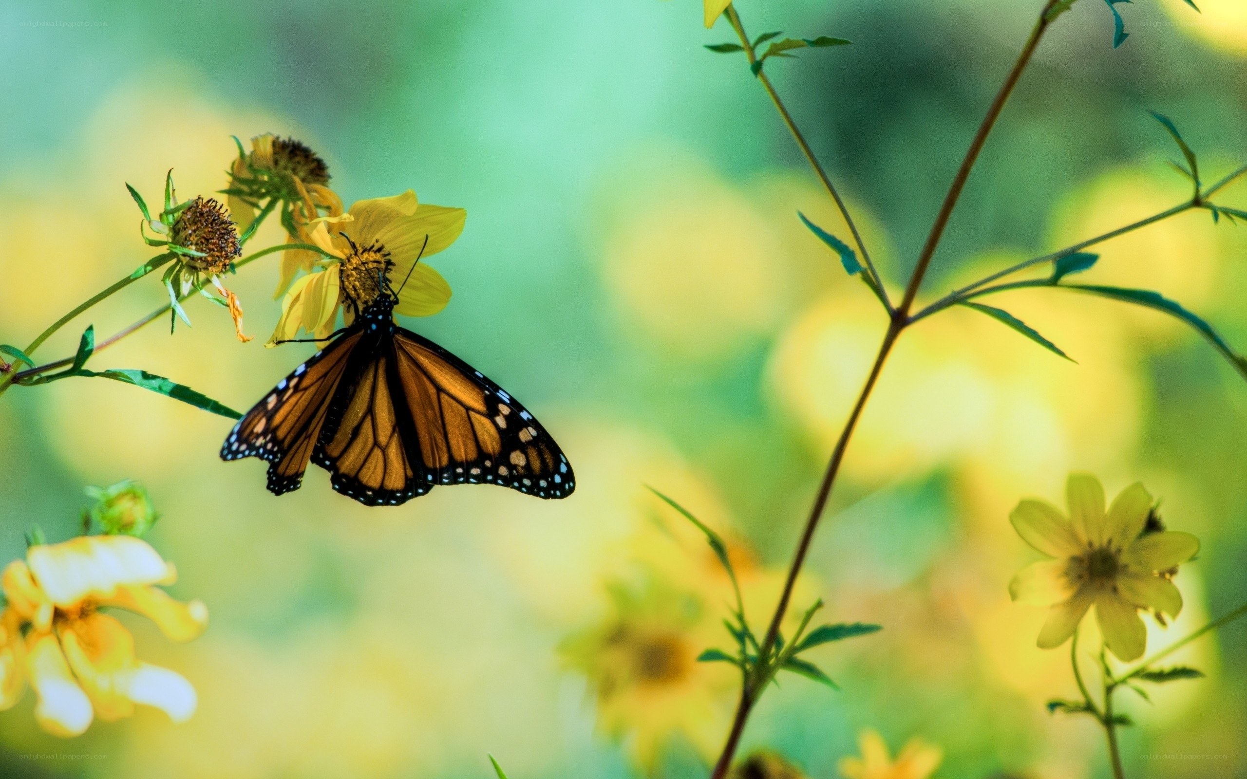 Monarch butterfly on yellow flower
