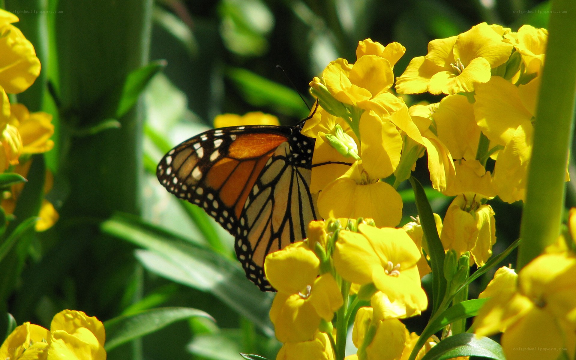Monarch butterfly on yellow flowers