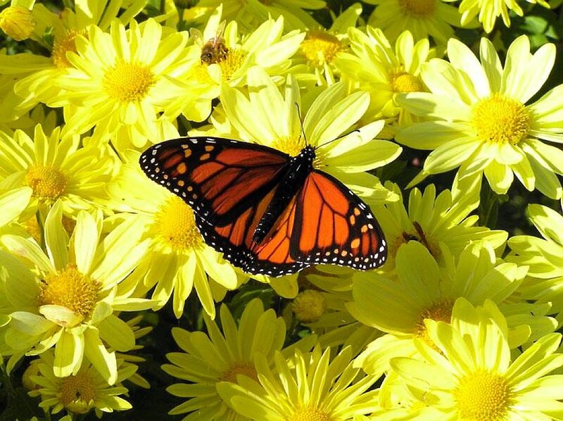 Monarch butterfly on yellow flowers
