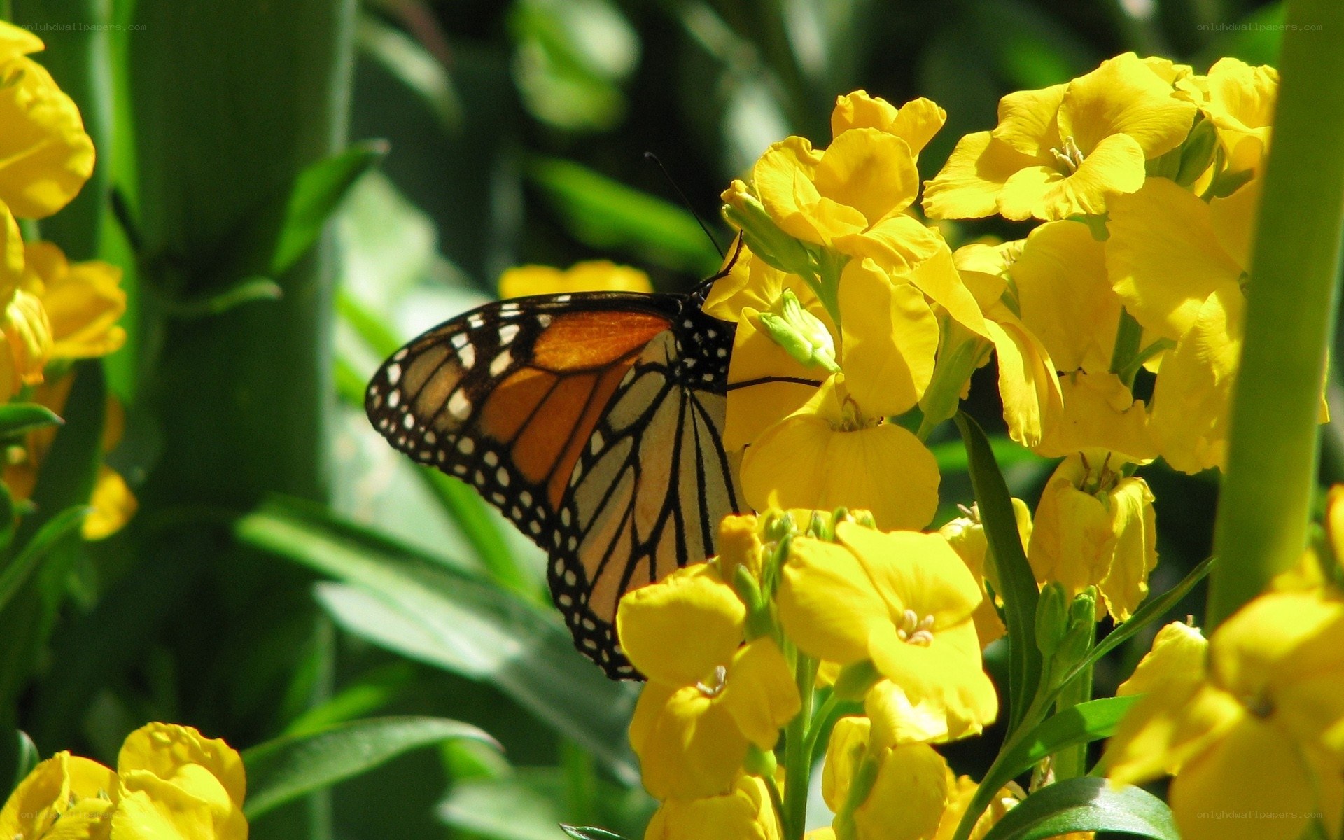 Monarch butterfly on yellow flowers
