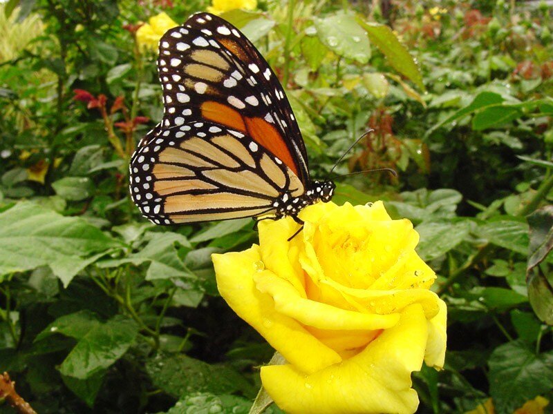 Monarch butterfly on yellow rose