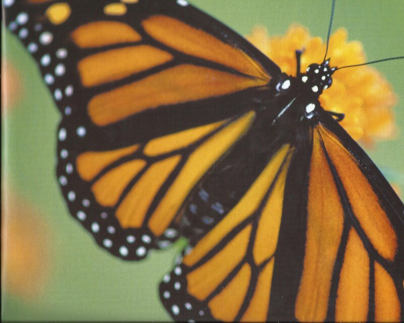 Monarch Butterfly — Orange, Calm