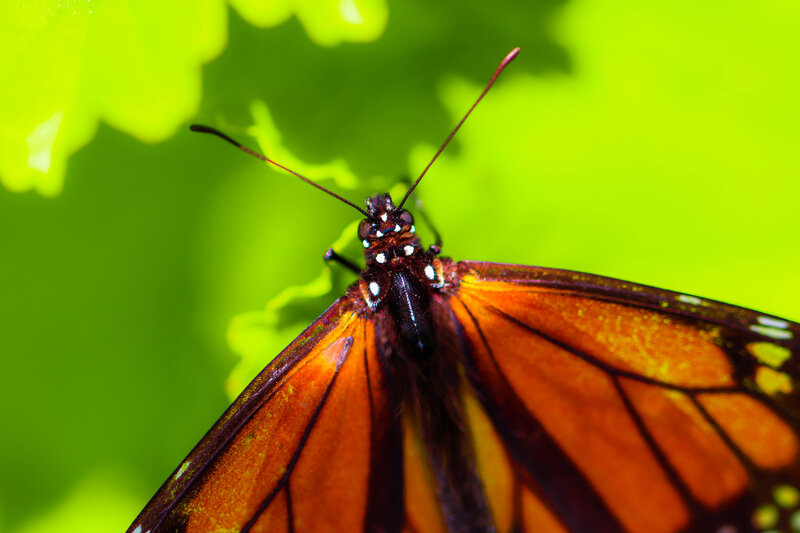 Monarch Butterfly — Orange, Natural, Afternoon, Photograph
