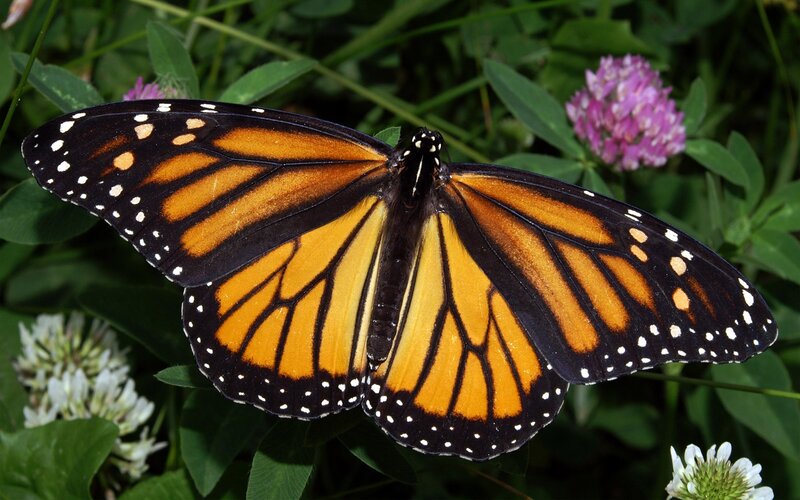 Monarch Butterfly — Orange, Natural, Afternoon