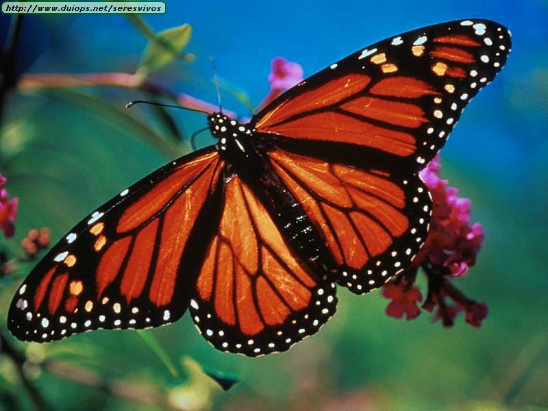 Monarch Butterfly — Orange, Natural