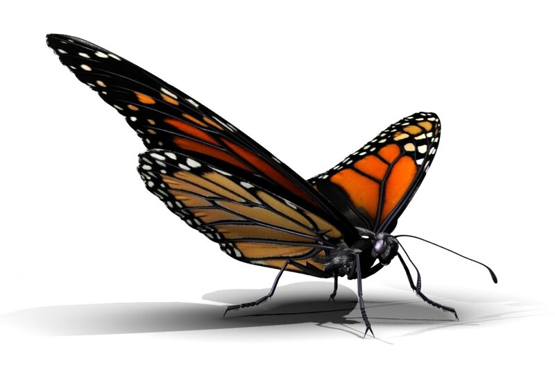 Monarch Butterfly — Orange, Neutral, 3d Render