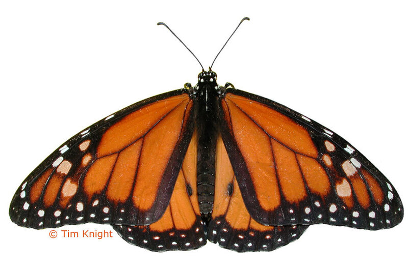 Monarch Butterfly — Orange, Neutral