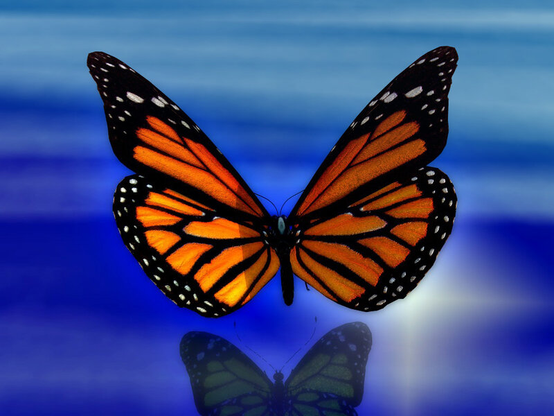 Monarch Butterfly — Orange, Serene