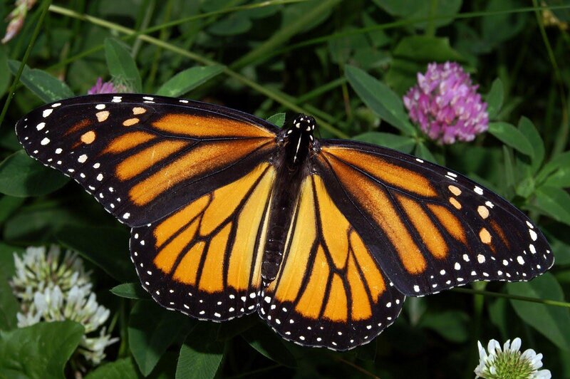 Monarch Butterfly — Orange