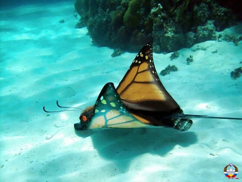 Monarch Butterfly Ray