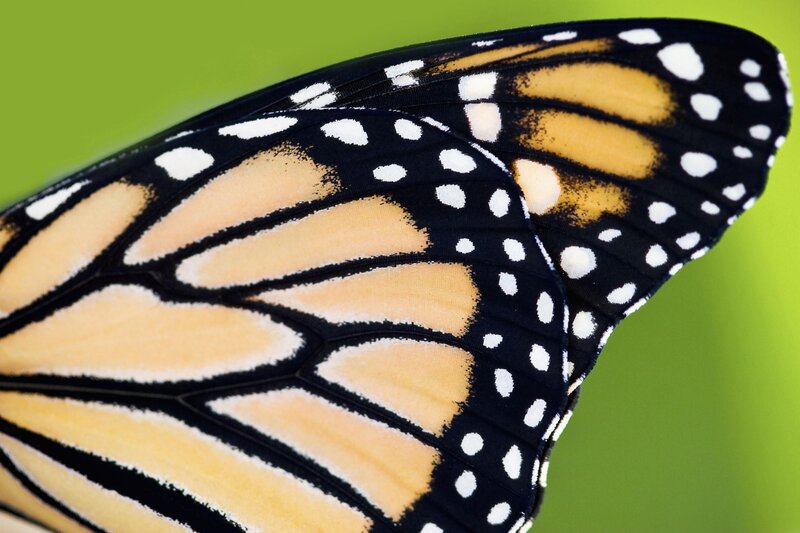 Monarch Butterfly Wing — Black, Calm