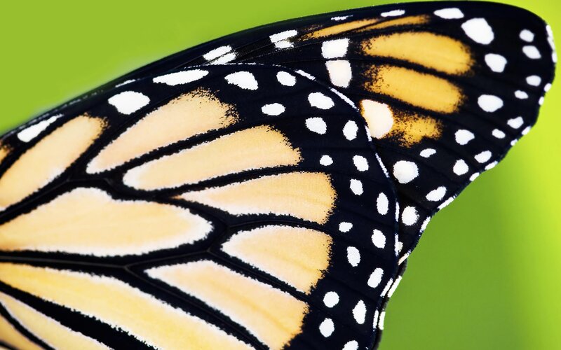 Monarch Butterfly Wing — Black, Natural