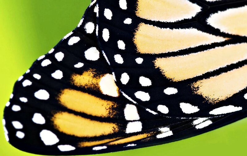 Monarch Butterfly Wing — Black