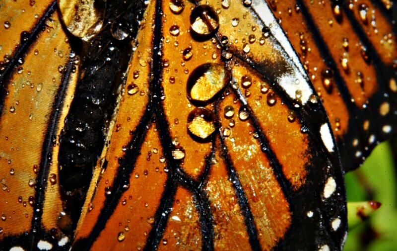 Monarch Butterfly Wing