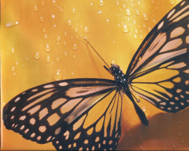 Monarch Butterfly — Yellow