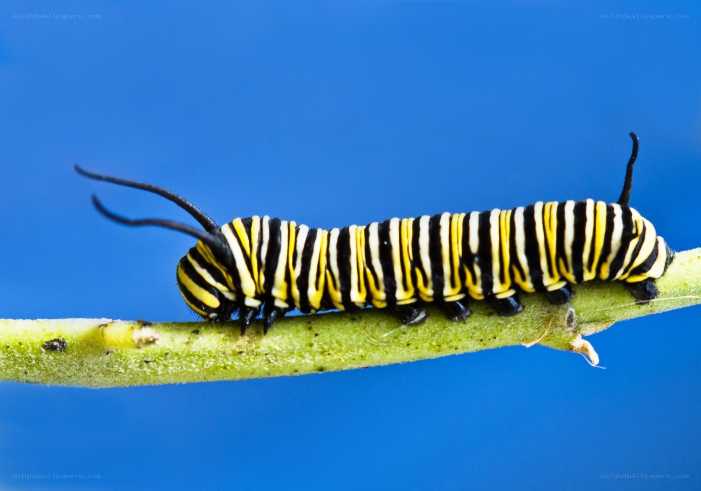 monarch caterpillar on a stem