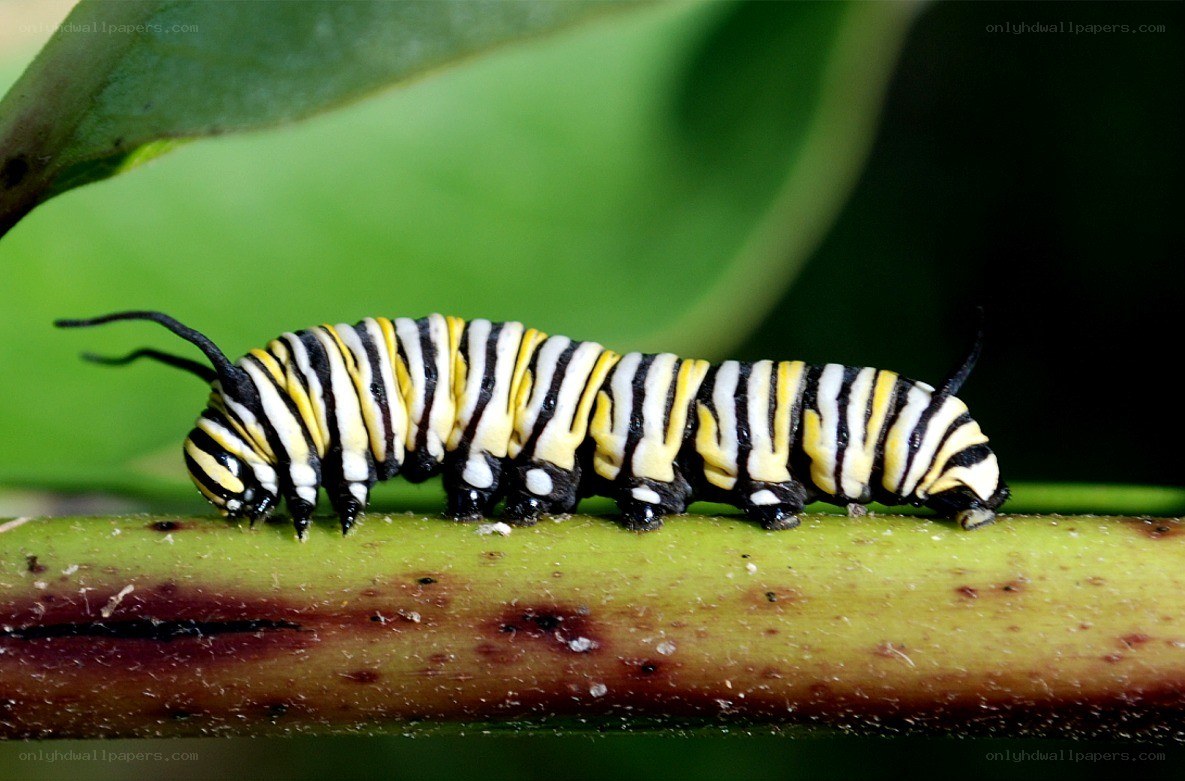 monarch caterpillar on a stem