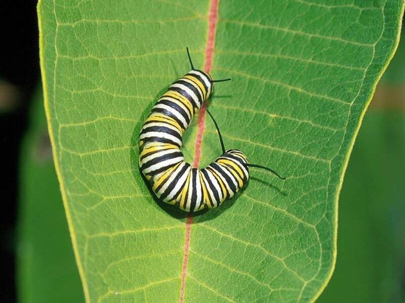 monarch caterpillar on leaf
