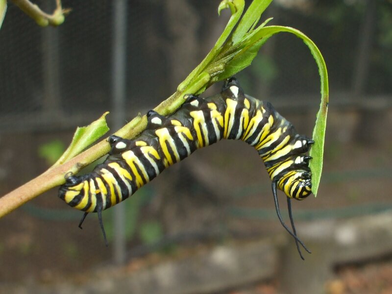Monarch Caterpillar on Leaf — Black