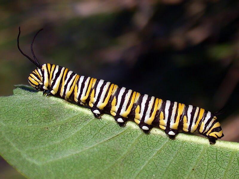 Monarch Caterpillar on Leaf — Green, Natural