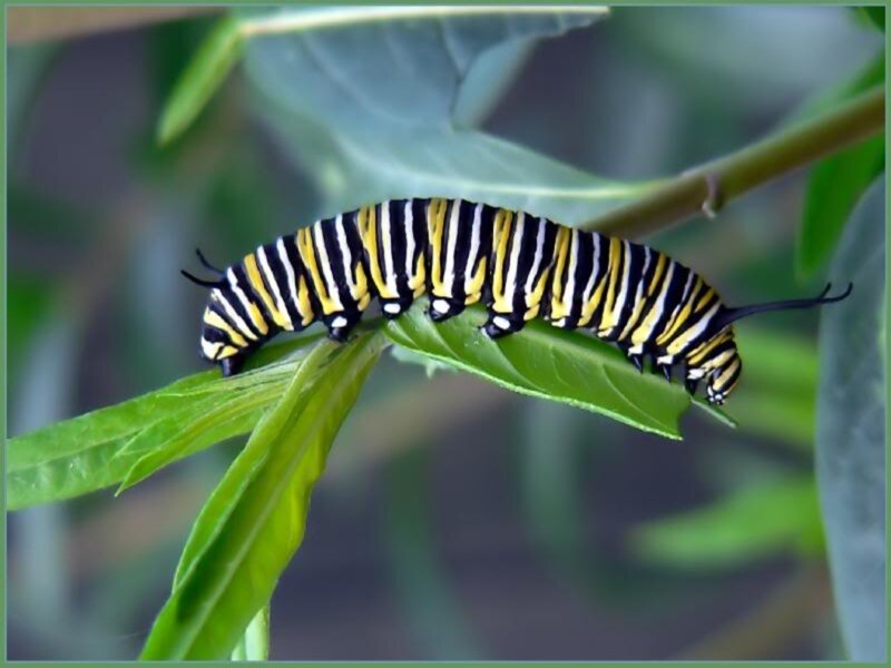 Monarch Caterpillar on Leaf — Green