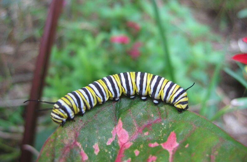 monarch caterpillar on leaf