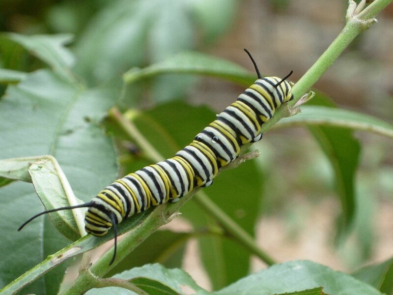 Monarch Caterpillar on Stem