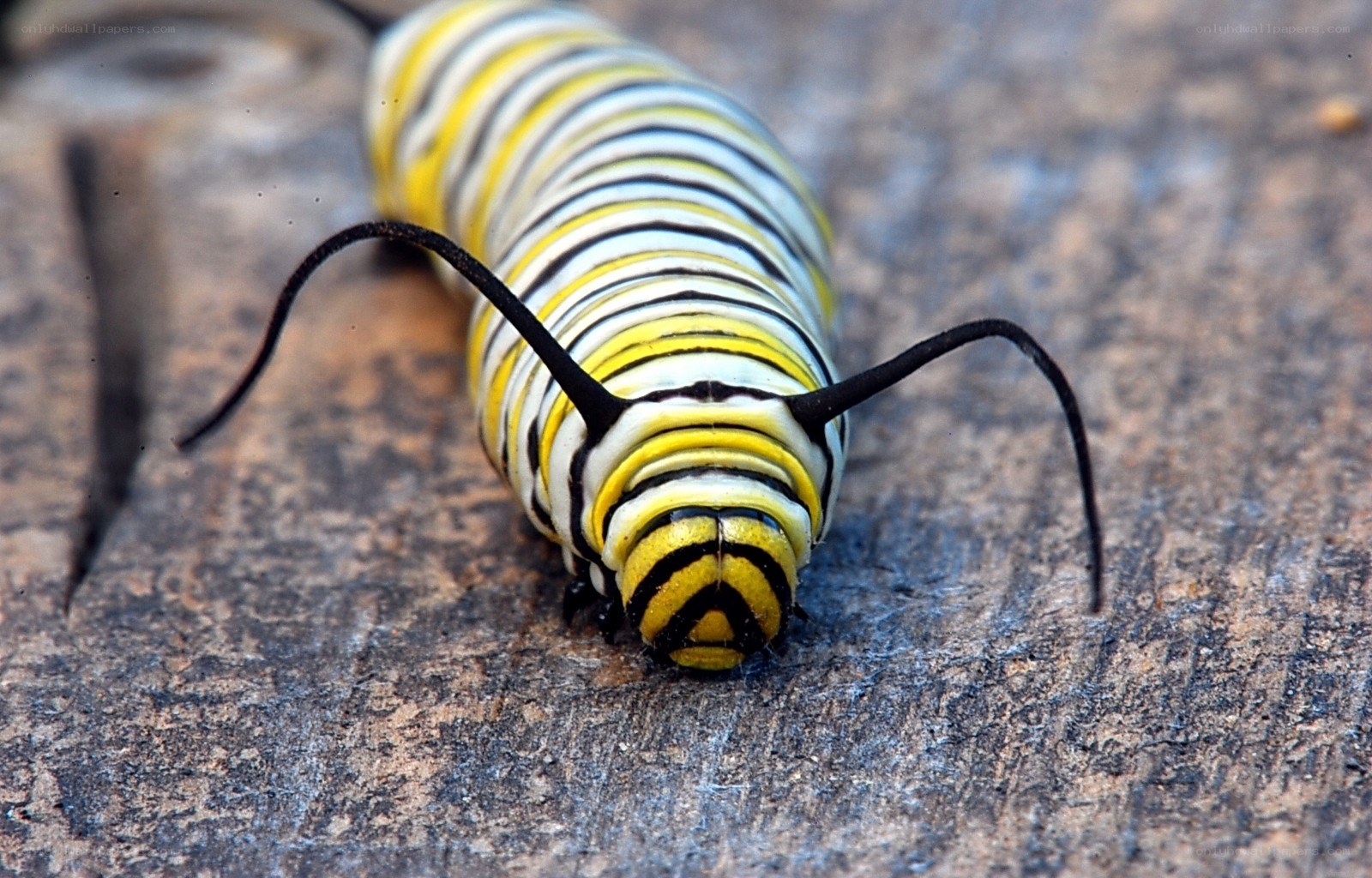 monarch caterpillar on wood