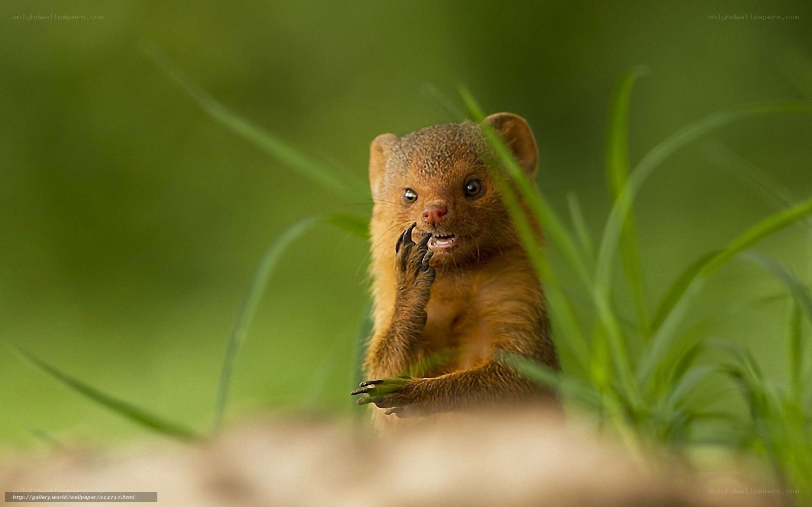 mongoose eating in grass